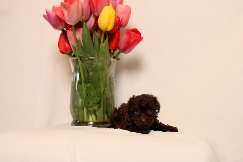puppy, for, sale, Toy Poodle, Matthew B. Stoltzfus, dog, breeder, Gap, PA, dog-breeder, puppy-for-sale, forsale, nearby, find, puppyfind, locator, puppylocator, aca